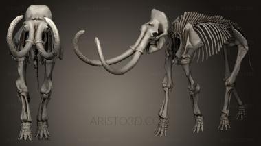 Anatomy of skeletons and skulls (ANTM_0196) 3D model for CNC machine